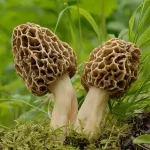 morchella esculenta