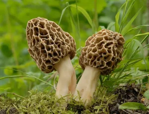 morchella esculenta